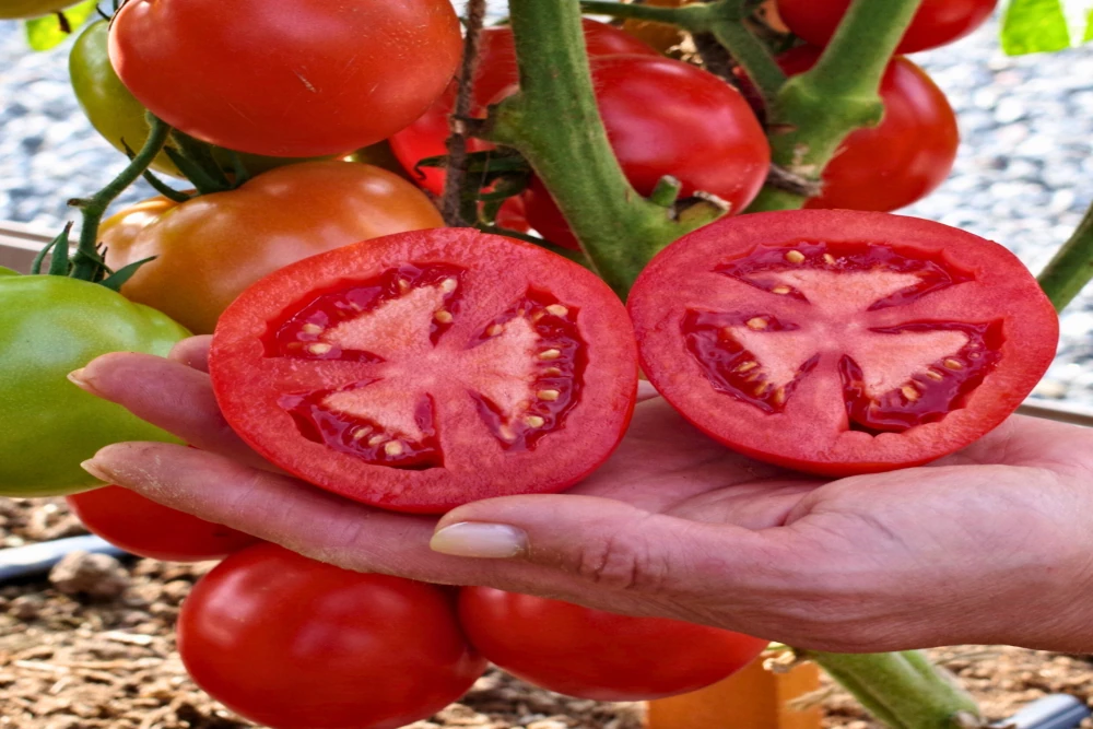 Томат_Любаша_1.webp