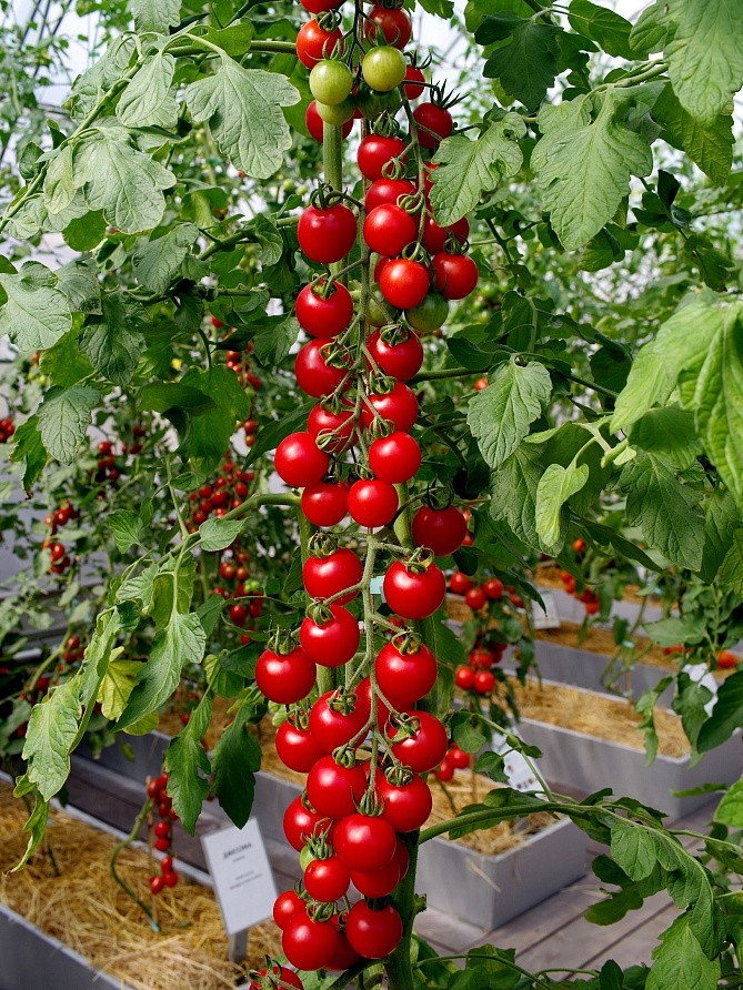 Партнер Томат ЗИМНЯЯ ВИШНЯ F1 ^(10шт) 2-ной пак, изображение 3