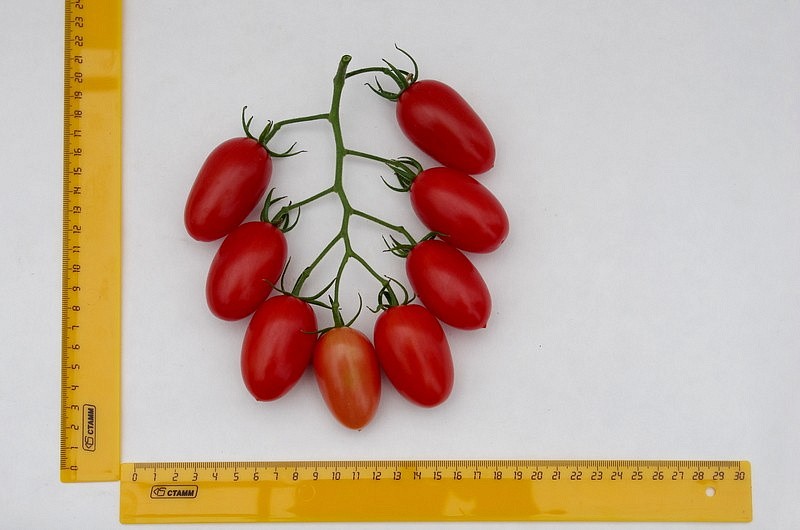 Партнер Томат ДЖЕК ПОТ F1 ^(5шт) 2-ной пак, изображение 4