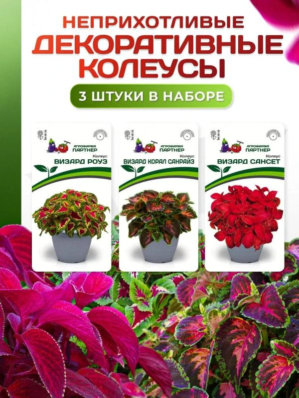 Партнер Набор цветов ДЕКОРАТИВНЫЕ КОЛЕУСЫ^ (1шт), изображение 0