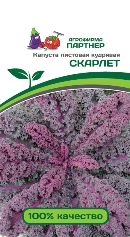 Партнер Капуста листовая кудрявая СКАРЛЕТ ^(0,3г), изображение 0